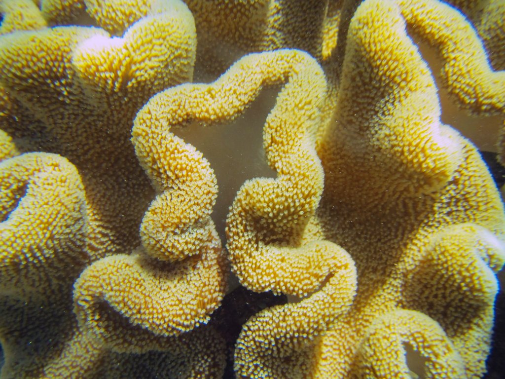 15-Coral at Michaelmas Cay, Great Barrier Reef.jpg